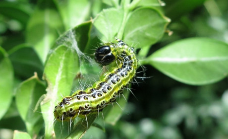 У Вараському районі поширюється небезпечний шкідник. Як від нього захиститися?