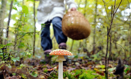 Як запобігти отруєнню грибами: сумські медики пояснюють