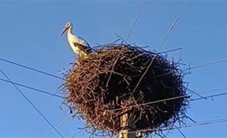 Бузькова нетерплячість: птах вже давно споглядає Чортків зі свого гнізда на Горішній Вигнанці