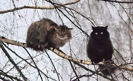 З якою погодою зустрінемо вихідні: прогноз на 17-19 лютого на Сумщині та в Україні