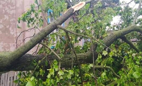 Поблизу Рафалівки на дорогу впало дерево