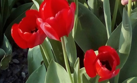 Опитування: що і як відзначають троїчани 9 травня