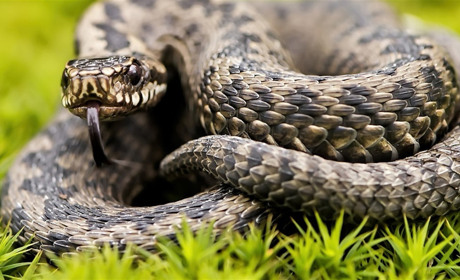 На Володимиреччині гадюка укусила 14-річного хлопчика