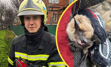 У Переяславі рятувальники піймали кажана, що залетів у приватний будинок