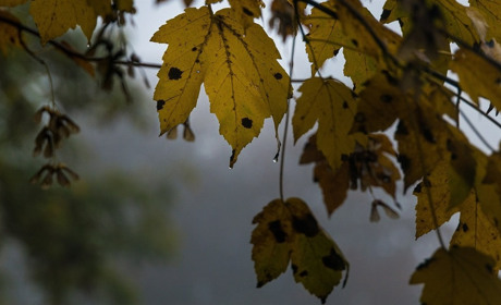 Найближчими днями задощить: прогноз погоди на Сумщині та в Україні