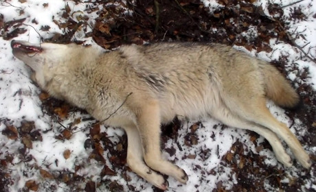 Подали до суду на Хмельницьку ОВА щодо захисту фауни та Національного парку «Подільські Товтри»