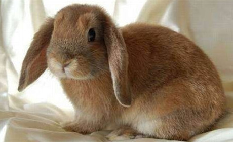 Чем радовать домашних любимых грызунов