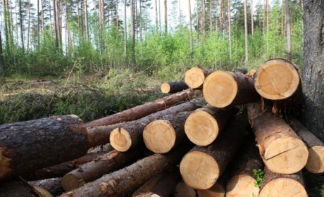 У Вараському районі «Селянський ліс» охоронятимуть від незаконних рубок