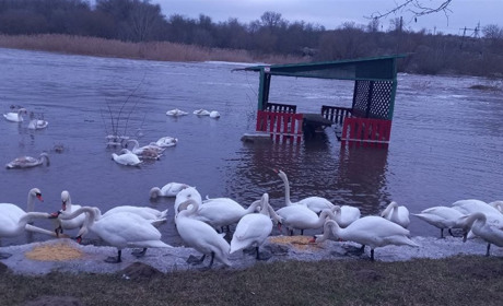 Не будьмо байдужими: молодим лебедям у Мигії потрібен корм, щоб вижити