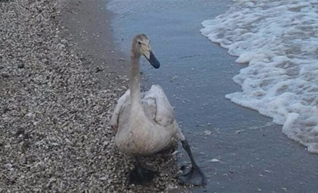 Дикому лебедю понравилось гостеприимство жителей Райновки и он остался на отдых почти на месяц