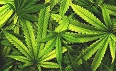 В Новограді у столичного гостя поліцейські знайшли канабіс