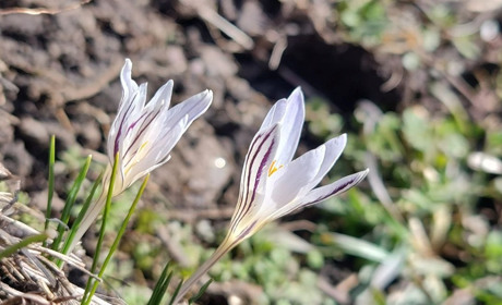 Сонце, дощ і березневий сніг: яку погоду прогнозують Первомайську в середині березня