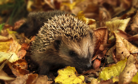 Якою буде погода у Сватовому і районі з 21 по 27 вересня 2020: прогноз на тиждень