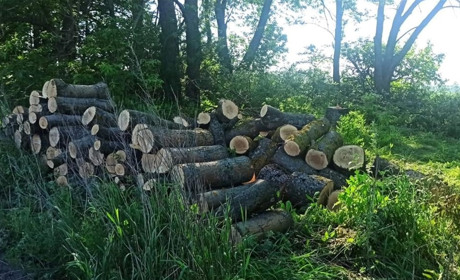 На Білопільщині правоохоронці виявили незаконних заготівельників лісу
