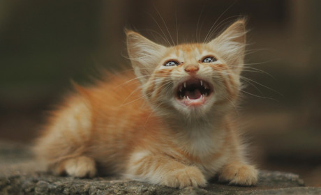 Безкоштовне щеплення домашніх тварин від сказу на Кагарличчині: де проводитимуть 25 та 26 листопада