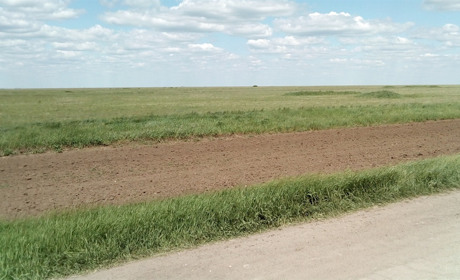 Окупанти знімають пропагандистський фільм про «російську» Асканію-Нову