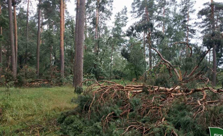 На Шосткинщині негода пошкодила близько 50 га лісових угідь