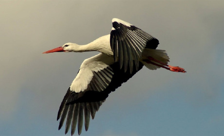 Как отметим День пингвина? С кем отпразднуем День воробья? Что вы знаете о «птичьих» праздниках