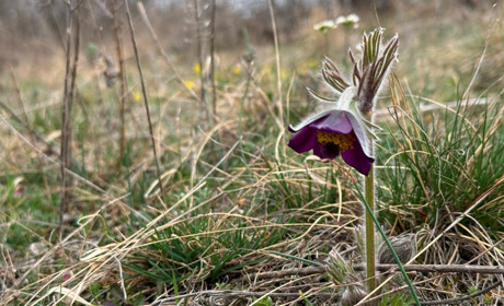 Перший сон і поля шафранів: весняні квіти Бузького Гарду. Фотоальбом