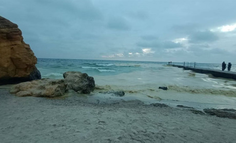 Екологічна катастрофа в Одесі: узбережжя затоки вкрите соняшниковою олією, гинуть птахи