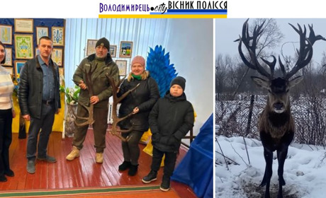 Роги зарічненського оленя Борьки тепер музейний експонат