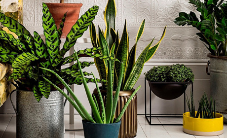 Корисні кімнатні рослини для дому: гід для українців