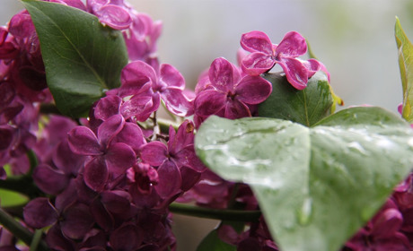 Якою буде погода у Сватовому і районі: прогноз на тиждень з 18 по 24 травня