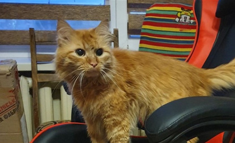 Вихованці дитсадка “Ромашка” вчаться поводитися з домашніми тваринами відповідально