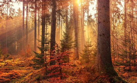 На початку тижня буде сухо та аномально тепло