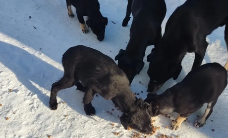 Сильні морози на Сарненщині: як допомогти безпритульним тваринам