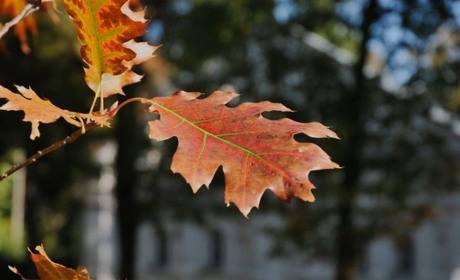 «Літо» продовжується: яку погоду очікувати в Сарненському районі
