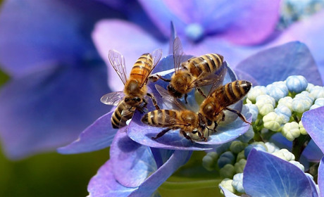 Сергій Бондаренко: "Бережіть бджіл від хімічного токсикозу"