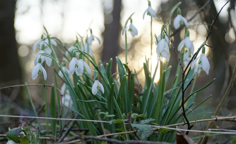 Гра: чи знаєте ви, які першоцвіти щовесни розквітають на Сватівщині