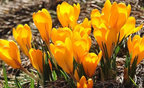 Тест: Кто знает, оглохнет ли коза, отведав крапивы, и «чей аромат заполняет наш сад»?