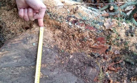 Екоінспектори виявили незаконну порубку дерев у лісництві на Звягельщині