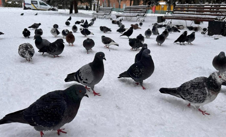 Погода у Старокостянтинові на 15-21 січня: морози відступають