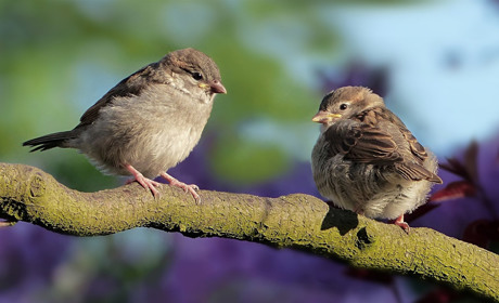 На Сватівщині дощитиме: якою буде погода у районі з 15 по 21 березня 2021 — прогноз на тиждень