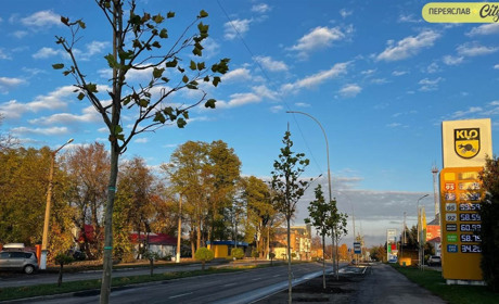 У Переяславі висаджують платани уздовж вулиці Покровської: що відомо про ці дерева