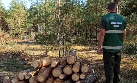 У селищної ради Сарненського району вимагають відшкодувати 3 мільйони за вирубаний ліс