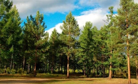 На Рівненщині заборонили відвідувати ліси