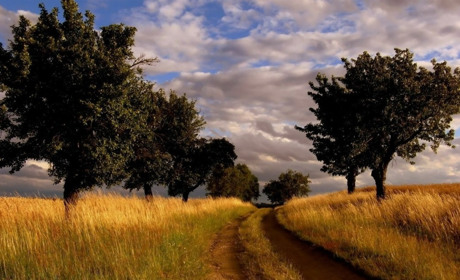 Короткочасні дощі, пожежна небезпека та посилення спеки: коли чекати