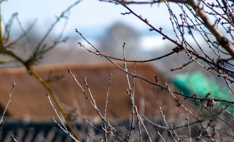 Як Явдоха після норовливої зими весну на Чортківщині прочинила