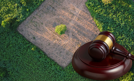 Громаді на Сарненщині скасували право власності на землі лісу за 47 мільйонів гривень