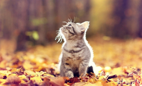 Как провести в Мелитополе и Мелитопольском районе выходные дни 7 – 8 сентября