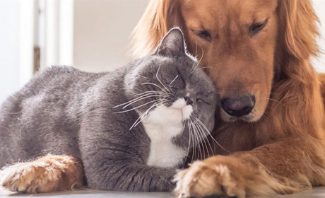 Симптоми хвороб у домашніх тварин: як розпізнати та діяти?