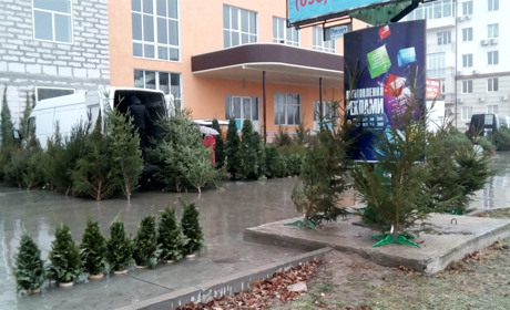 Снігу під ялинку не буде