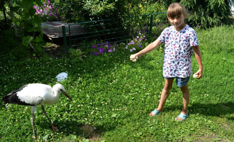 Переяславка врятувала лелеченя, що випало з гнізда. Воно живе у її родині, їсть жаб і курячі крильця