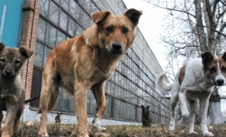 Суд виніс рішення на користь жінки, яку покусала собака. Кодимська міськрада сплатить їй 8 000 грн