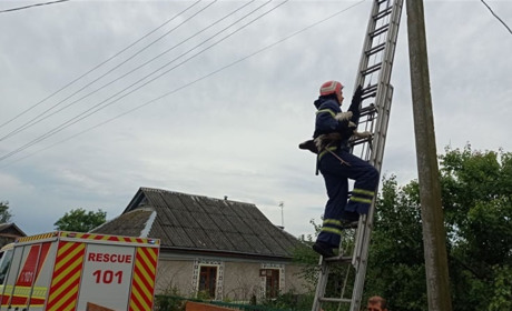 Лелеченя випало з гнізда на дорогу: люди викликали рятувальників