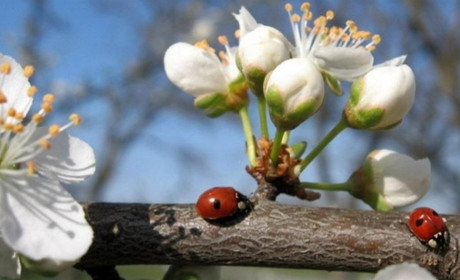 Трохи дощитиме і буде туманно: прогноз погоди на Сумщині та в Україні